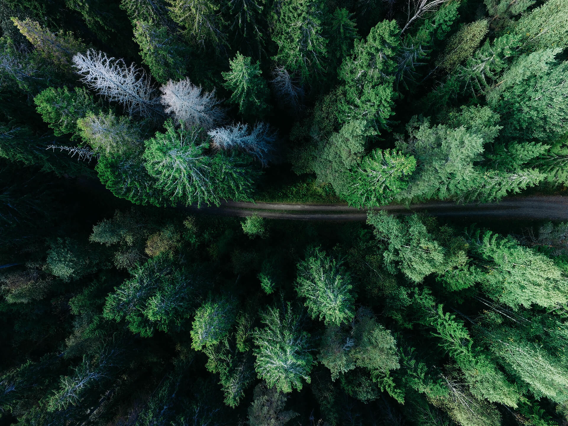 Trees along Mill Creek